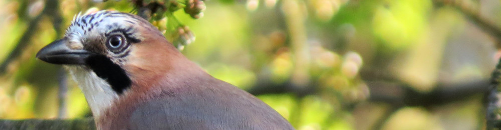 Birds in Berlin