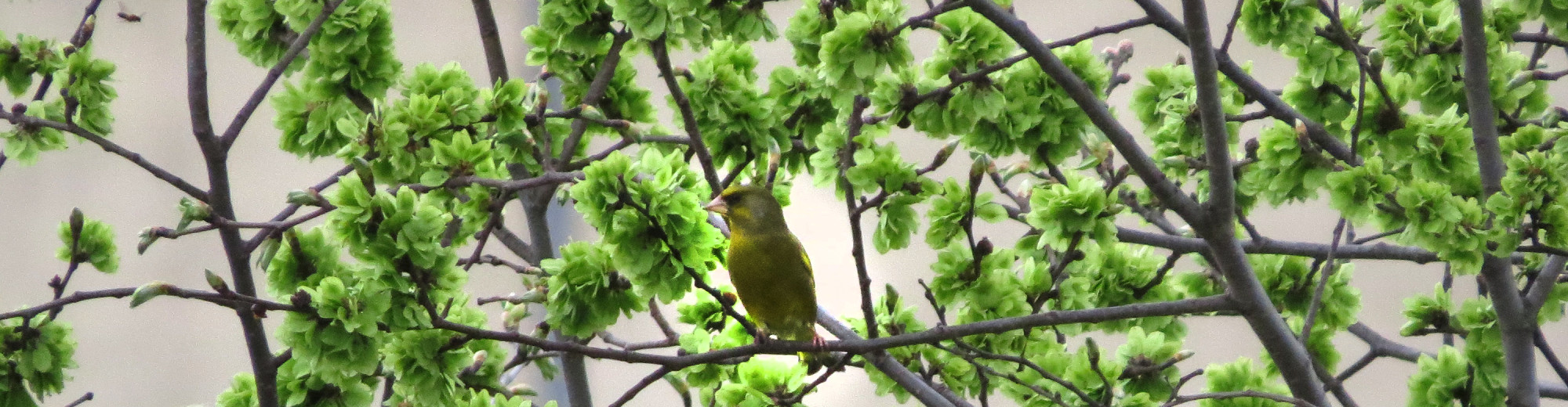 Birds in Berlin