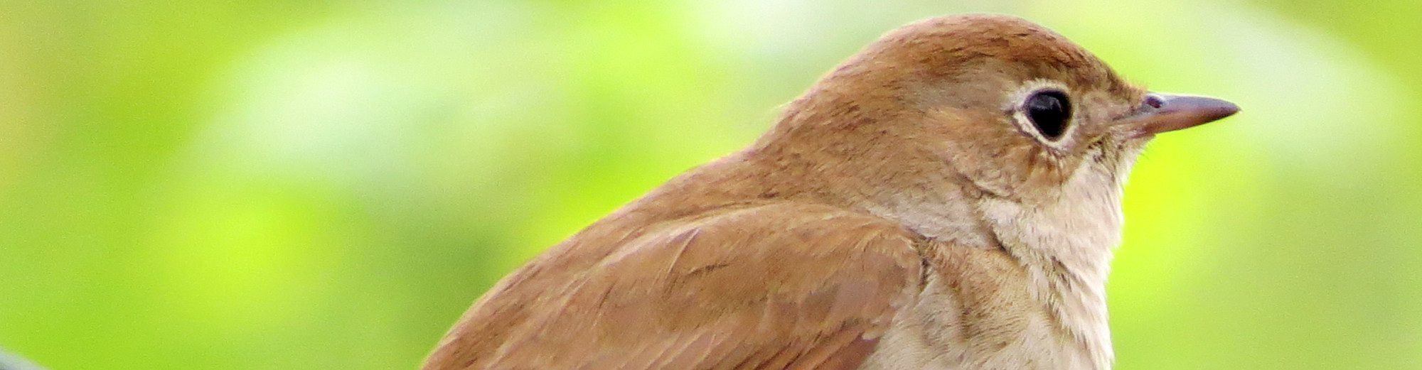 Birds in Berlin