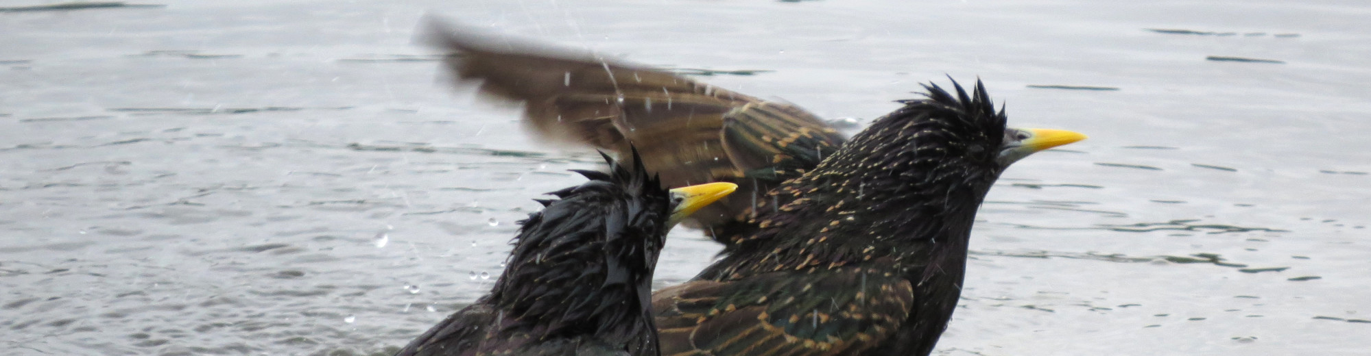 Birds in Berlin