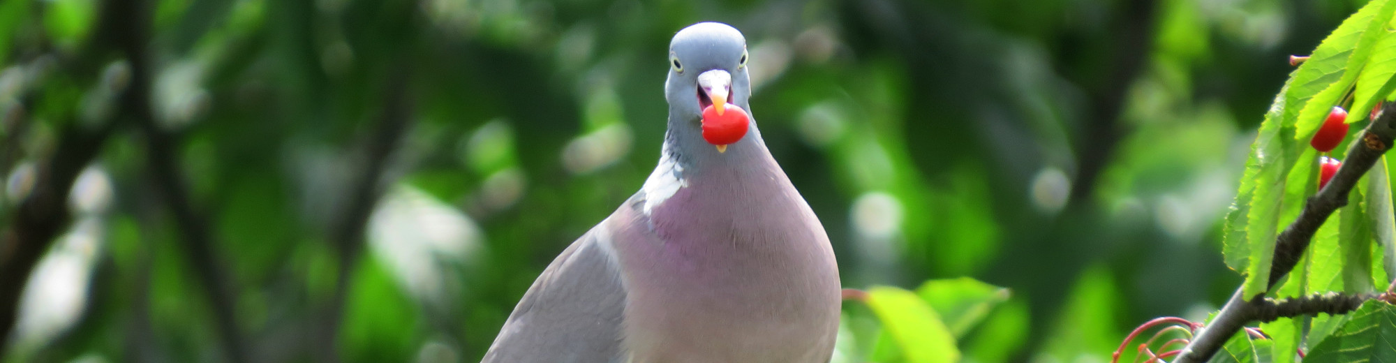 Birds in Berlin